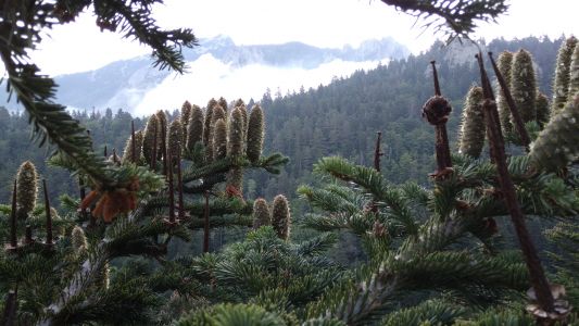 Observations dans les peuplements de sapin pectiné, les sapinières du Canigou