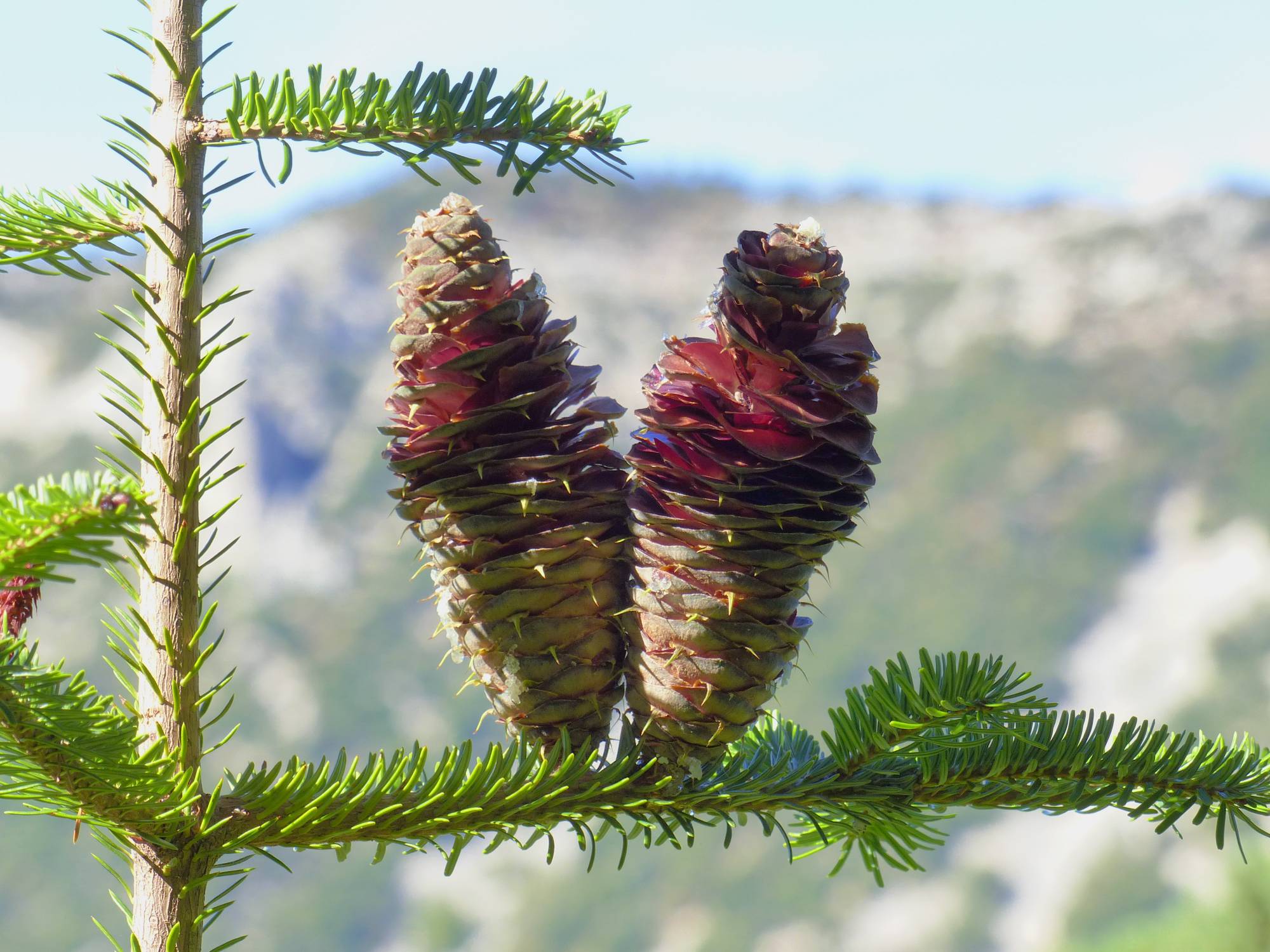 sapin pectiné (Abies alba Mill.)