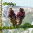sapin pectiné (Abies alba Mill.)